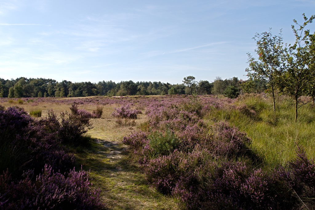 kalmhoutese heide hei hdr natuurgebied natuur landschap natuurpark natuurreservaat wandelen heidegebied bossen vennen